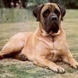 Mastiff