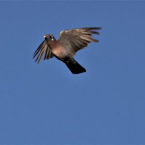 Common Wood-pigeon