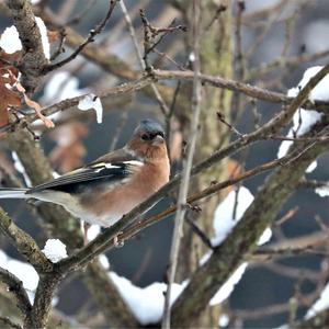 Eurasian Chaffinch