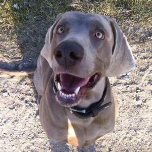 Weimaraner