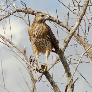 Red-shouldered Hawk