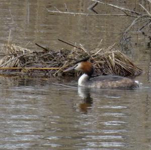 Great Crested Grebe