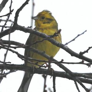 Yellowhammer