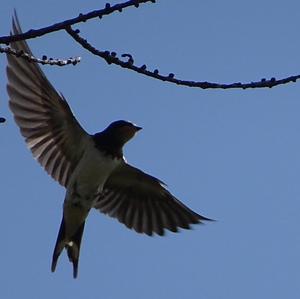 Barn Swallow