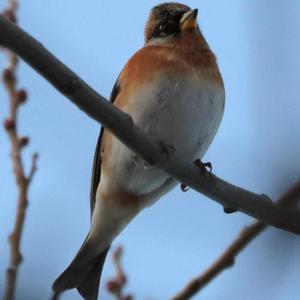 Brambling