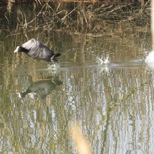 Common Coot