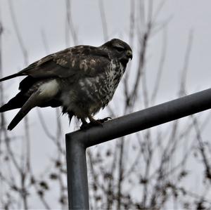 Common Buzzard