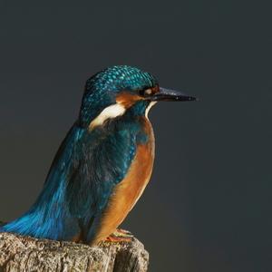 Common Kingfisher