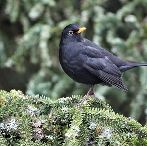 Eurasian Blackbird