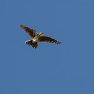 Eurasian Skylark