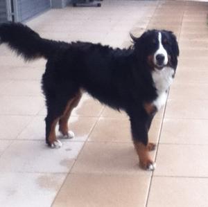 Bernese Mountain Dog