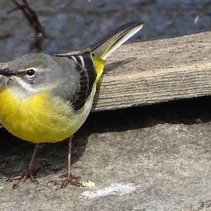 Yellow Wagtail