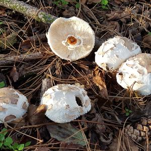 Shaggy Parasol