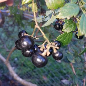 Unknown Species
