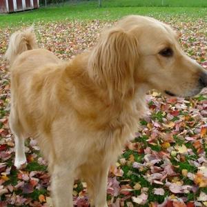 Retriever (Golden)