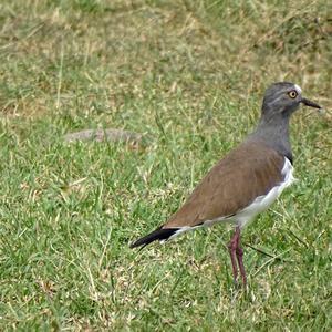 Black-winged Lapwing