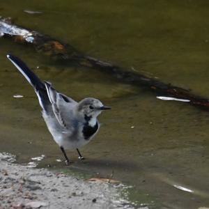 White Wagtail