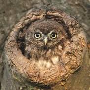 Little Owl