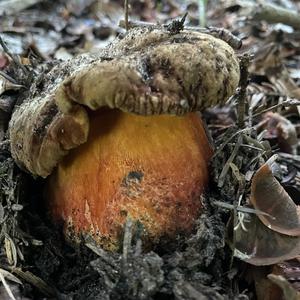 Dotted-stem Bolete