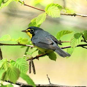 Canada Warbler