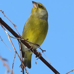 European Greenfinch