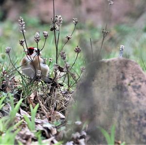 European Goldfinch