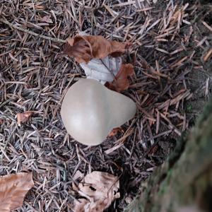 Gem-studded Puffball