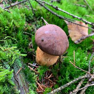 Bay Bolete