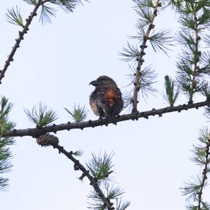 Red Crossbill