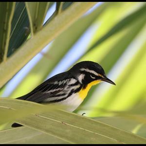 Yellow-throated Warbler