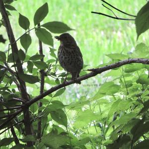 Song Thrush