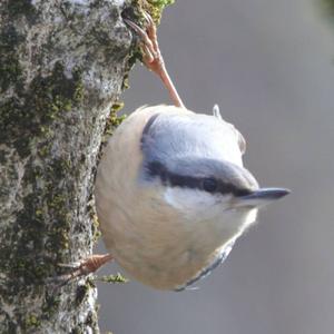 Wood Nuthatch