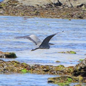 Grey Heron