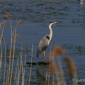 Grey Heron