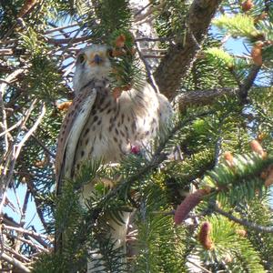 Common Kestrel