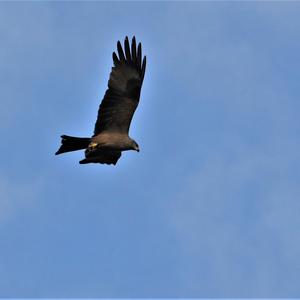 Red Kite