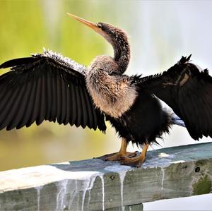 Anhinga