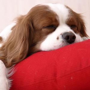 Cavalier King Charles Spaniel