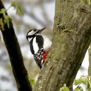 Great Spotted Woodpecker