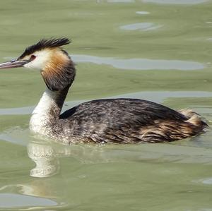 Great Crested Grebe