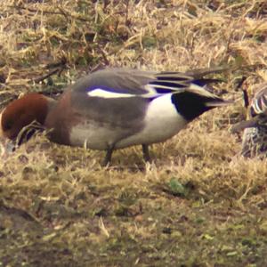 Eurasian Wigeon