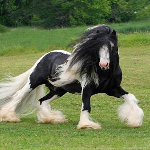 Gypsy Vanner Horse