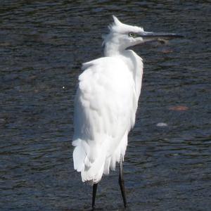 Little Egret