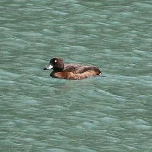 Tufted Duck