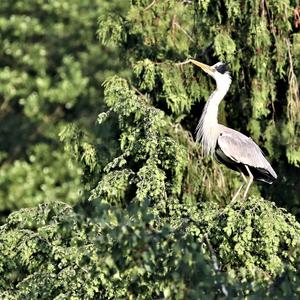 Grey Heron