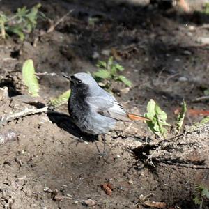 Black Redstart