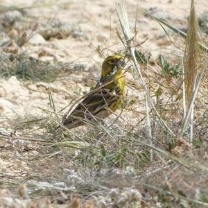 European Serin