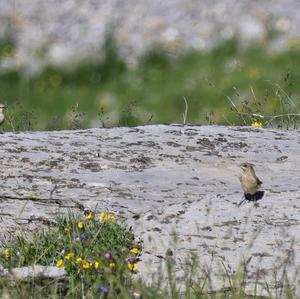 Northern Wheatear