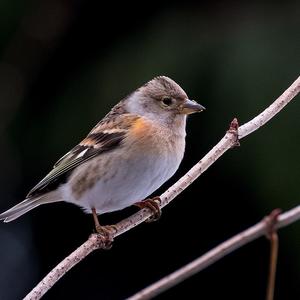 Brambling