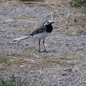 White Wagtail